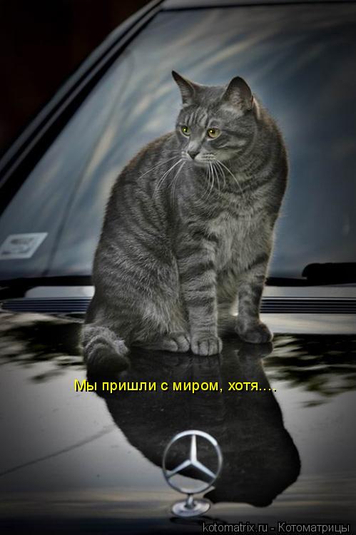 Котоматрица: . . Мы пришли с миром, хотя....