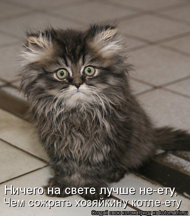 Котоматрица: Чем сожрать хозяйкину котле-ету Ничего на свете лучше не-ету,