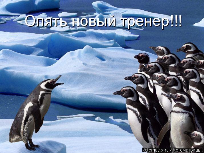 Котоматрица: Опять новый тренер!!!