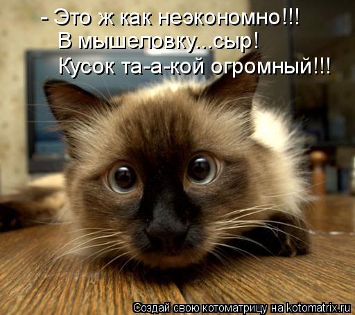 Котоматрица: - Это ж как неэкономно!!! В мышеловку...сыр! Кусок та-а-кой огромный!!!