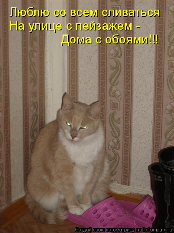 Котоматрица: Люблю со всем сливаться На улице с пейзажем - Дома с обоями!!!