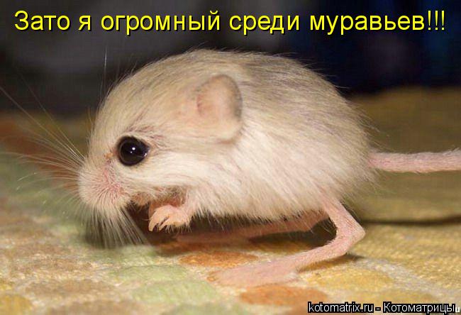 Котоматрица: Зато я огромный среди муравьев!!!