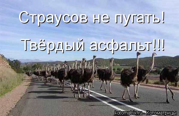 Котоматрица: Страусов не пугать! Твёрдый асфальт!!!