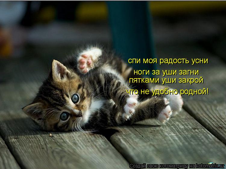 Котоматрица: спи моя радость усни спи моя радость усни ноги за уши загни пятками уши закрой что не удобно родной!