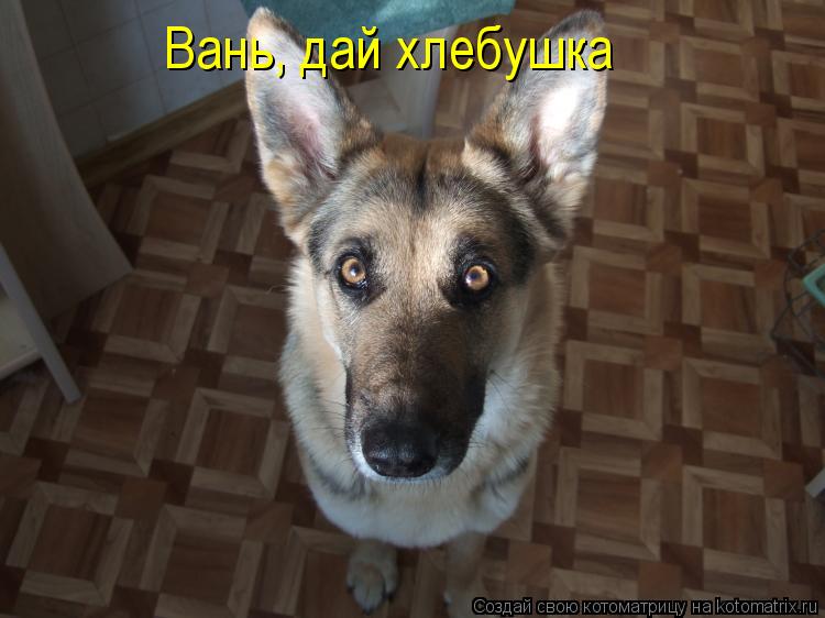 Котоматрица: Вань, дай хлебушка