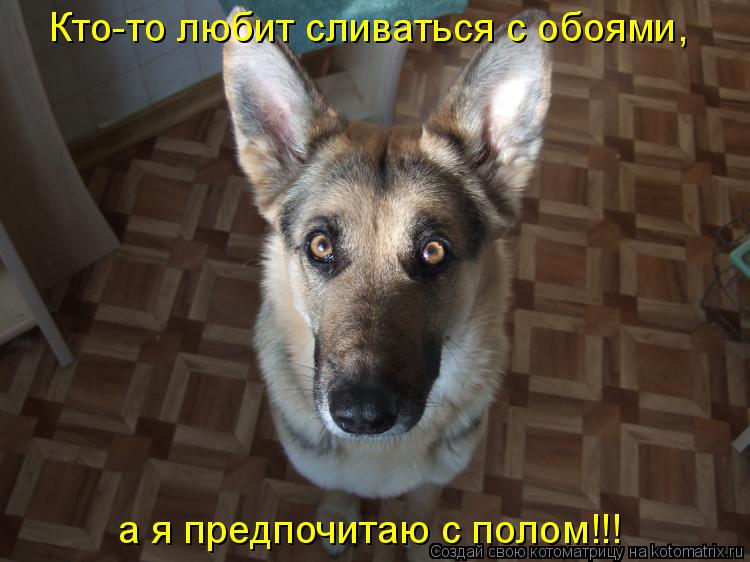 Котоматрица: Кто-то любит сливаться с обоями, а я предпочитаю с полом!!!