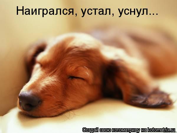 Котоматрица: Наигрался, устал, уснул...
