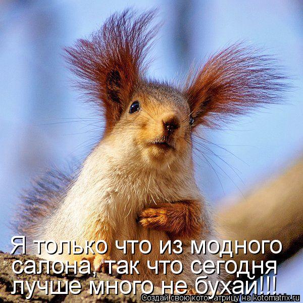 Котоматрица: Я только что из модного салона, так что сегодня  лучше много не бухай!!!