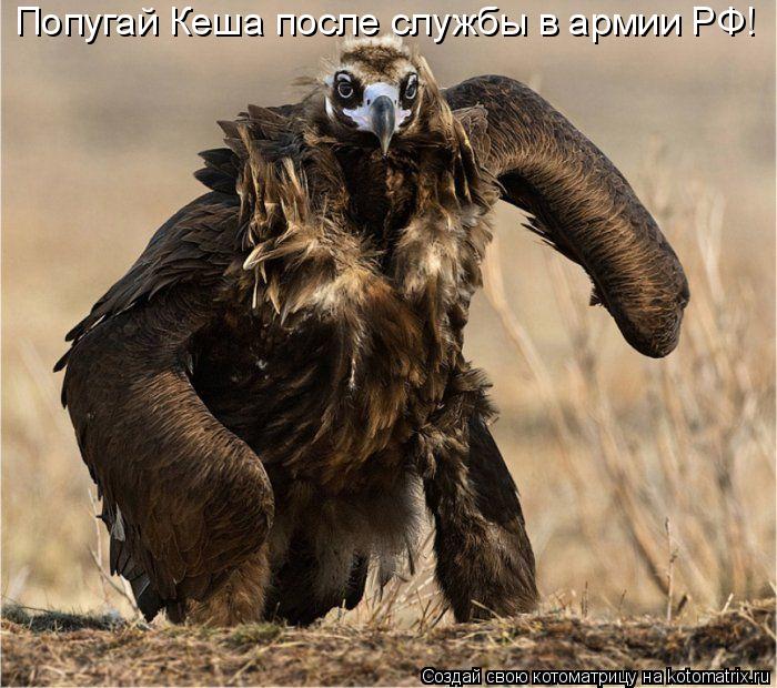 Котоматрица: Попугай Кеша после службы в армии РФ!