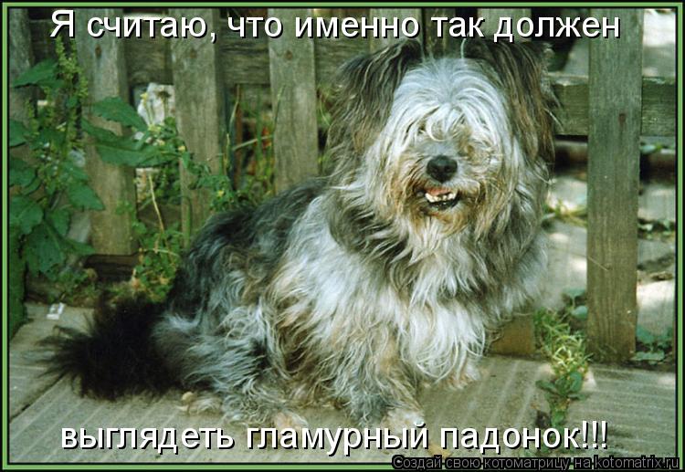 Котоматрица: Я считаю, что именно так должен выглядеть гламурный падонок!!!