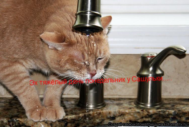 Котоматрица: Эх тяжёлый день понедельник у Сашульки.....