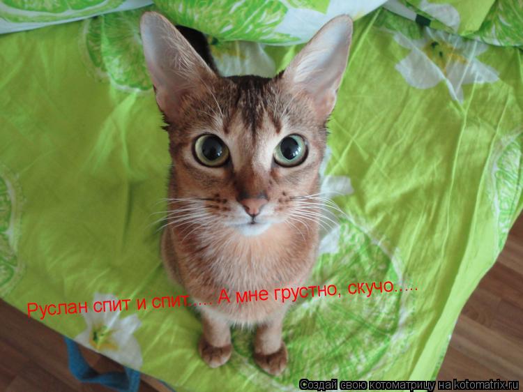 Котоматрица: Руслан спит и спит..... А мне грустно, скучо.....