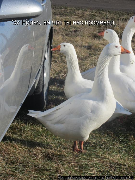 Котоматрица: Эх Нильс, на что ты нас променял...
