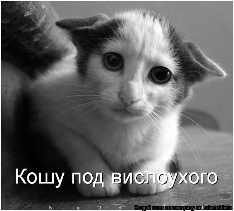Котоматрица: Кошу под вислоухого