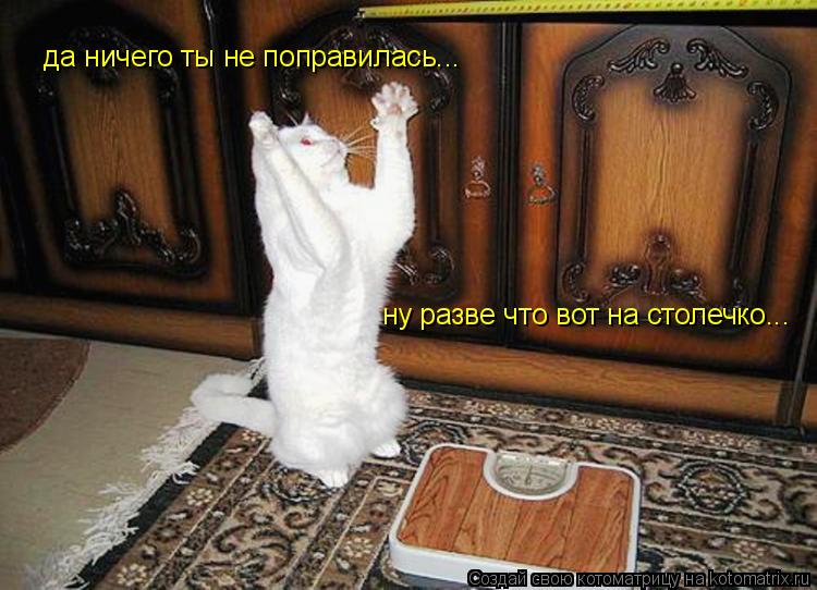 Котоматрица: да ничего ты не поправилась... ну разве что вот на столечко...