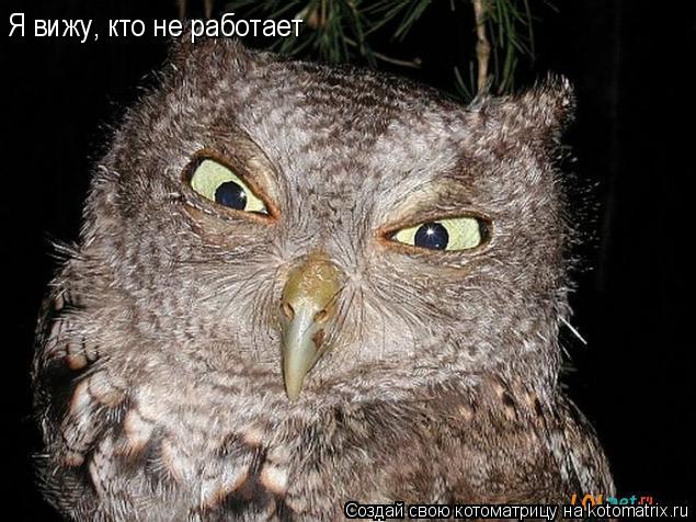 Котоматрица: Я вижу, кто не работает