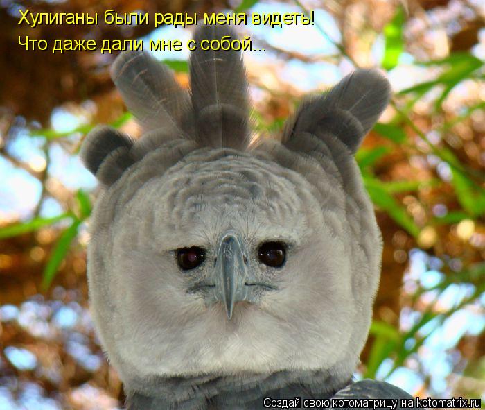 Котоматрица: Хулиганы были рады меня видеть! Что даже дали мне с собой...
