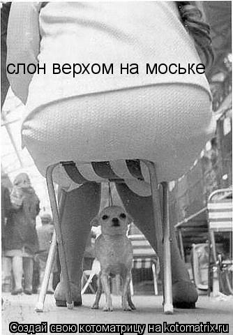 Котоматрица: слон верхом на моське