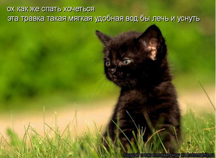 Котоматрица: ох как же спать хочеться эта травка такая мягкая удобная вод бы лечь и уснуть