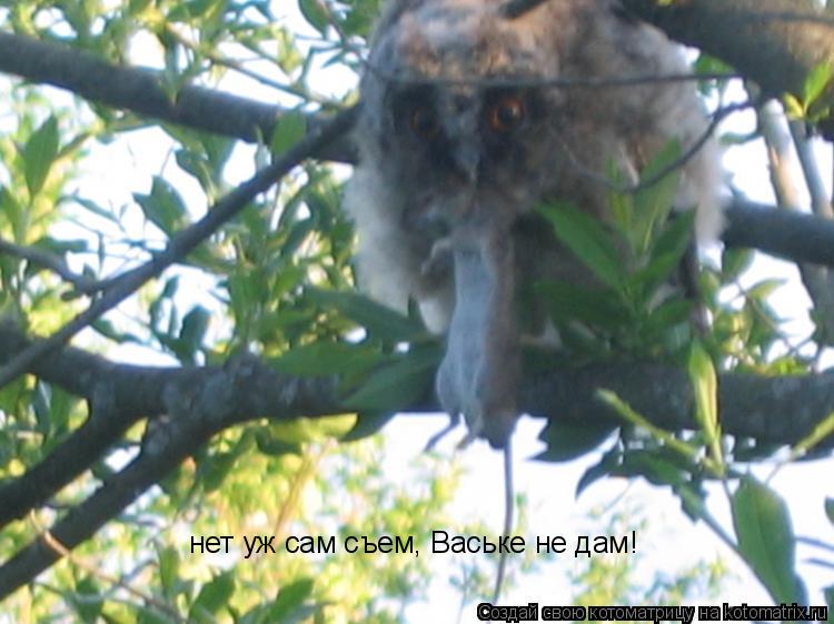 Котоматрица: нет уж сам съем, Ваське не дам!