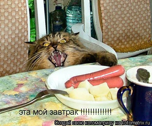 Котоматрица: эта мой завтрак !!!!!!!!!!!!!