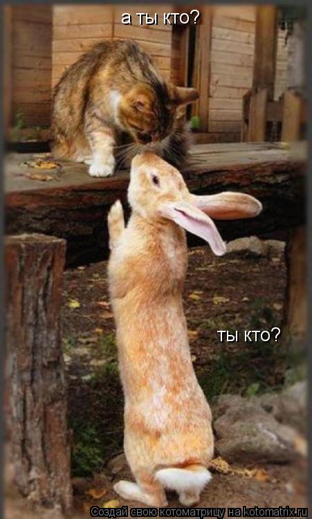 Котоматрица: ты кто? а ты кто?