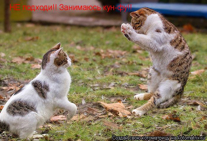Котоматрица: НЕ подходи!! Занимаюсь кун-фу!!