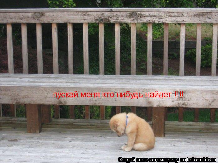 Котоматрица: пускай меня кто нибудь найдет !!!!