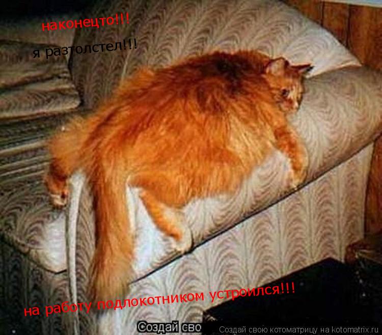 Котоматрица: я разтолстел!!! на работу подлокотником устроился!!! наконецто!!!