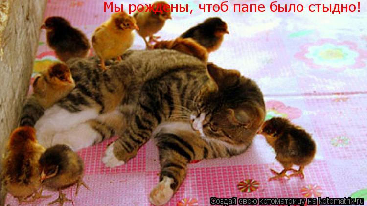 Котоматрица: Мы рождены, чтоб папе было стыдно!