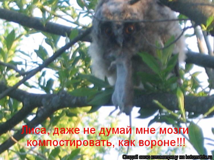 Лиса, даже не думай мне мозги компостировать, как вороне!!!... Котоматрица: Лиса, даже не думай мне мозги компостировать, как вороне!!!
