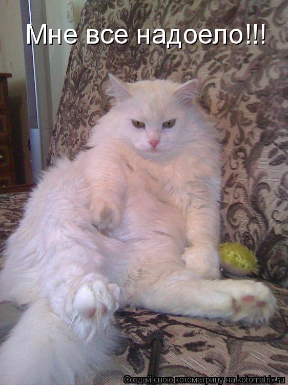Мне все надоело!!!... Котоматрица: Мне все надоело!!!