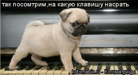так посомтрим,на какую клавишу насрать... Котоматрица: так посомтрим,на какую клавишу насрать
