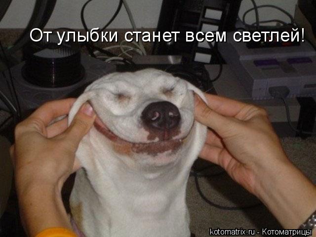 От улыбки станет всем светлей!... Котоматрица: От улыбки станет всем светлей!