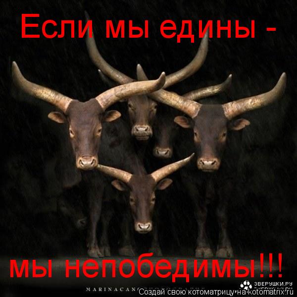Если мы едины - мы непобедимы!!!... Котоматрица: Если мы едины - мы непобедимы!!!