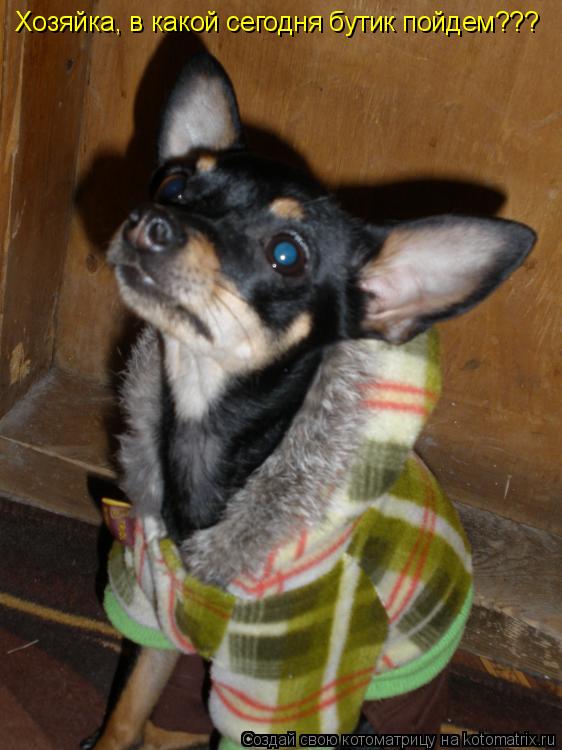 Хозяйка, в какой сегодня бутик пойдем???... Котоматрица: Хозяйка, в какой сегодня бутик пойдем???