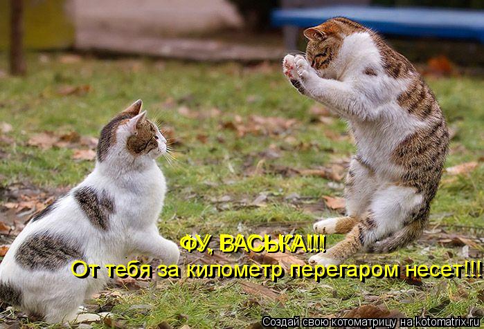 ФУ, ВАСЬКА!!! От тебя за километр перегаром несет!!! От тебя за километр перегаром несет!!! ФУ, ВАС... Котоматрица: ФУ, ВАСЬКА!!! От тебя за километр перегаром несет!!! От тебя за километр перегаром несет!!! ФУ, ВАСЬКА!!! ФУ, ВАСЬКА!!!