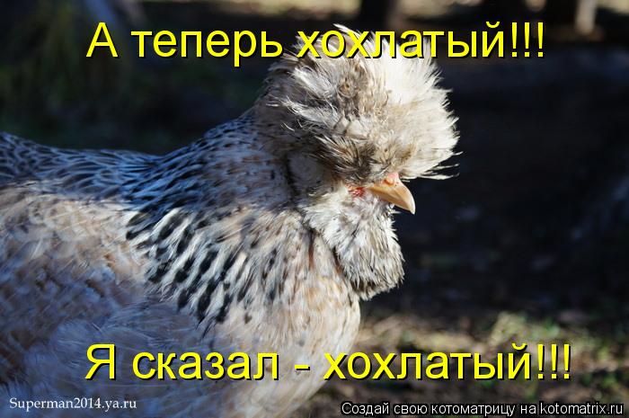 А теперь хохлатый!!! Я сказал - хохлатый!!!... Котоматрица: А теперь хохлатый!!! Я сказал - хохлатый!!!
