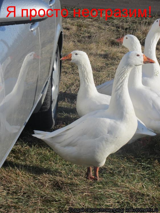 Я просто неотразим!... Котоматрица: Я просто неотразим!