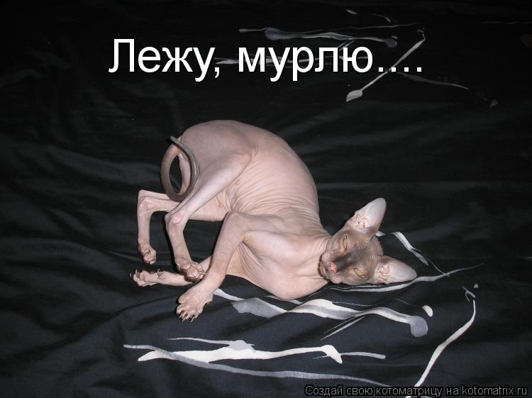 Лежу, мурлю....... Котоматрица: Лежу, мурлю....