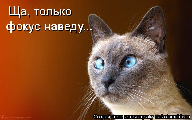Ща, только фокус наведу...... Котоматрица: Ща, только фокус наведу...