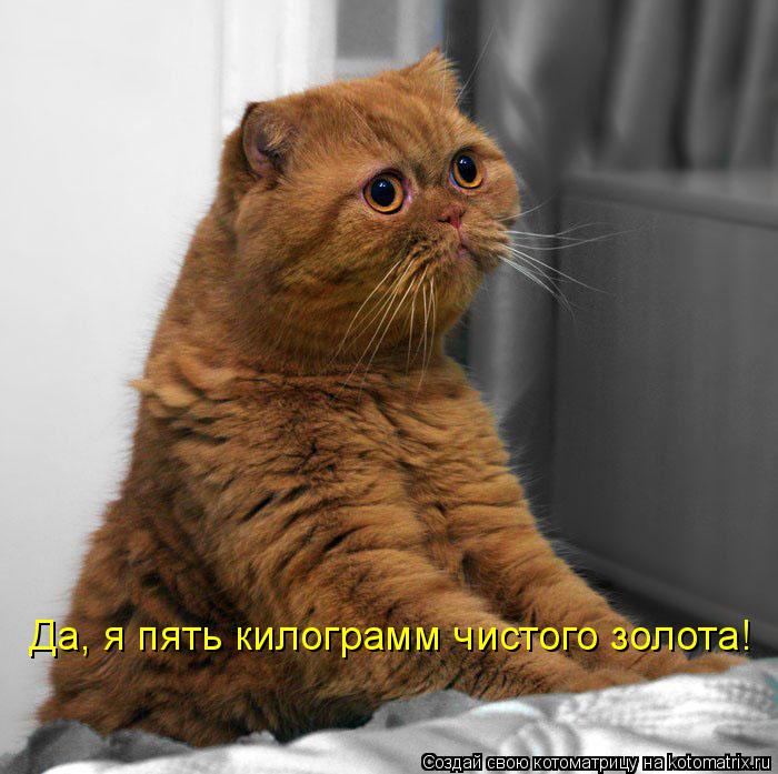 Да, я пять килограмм чистого золота!... Котоматрица: Да, я пять килограмм чистого золота!