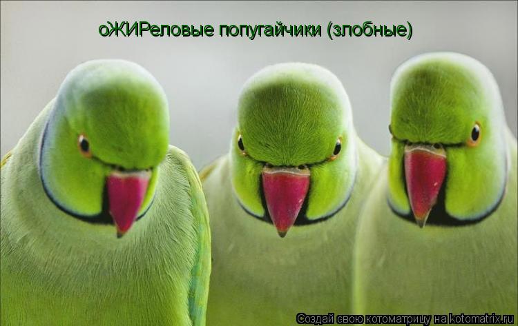 оЖИРеловые попугайчики (злобные)... Котоматрица: оЖИРеловые попугайчики (злобные)