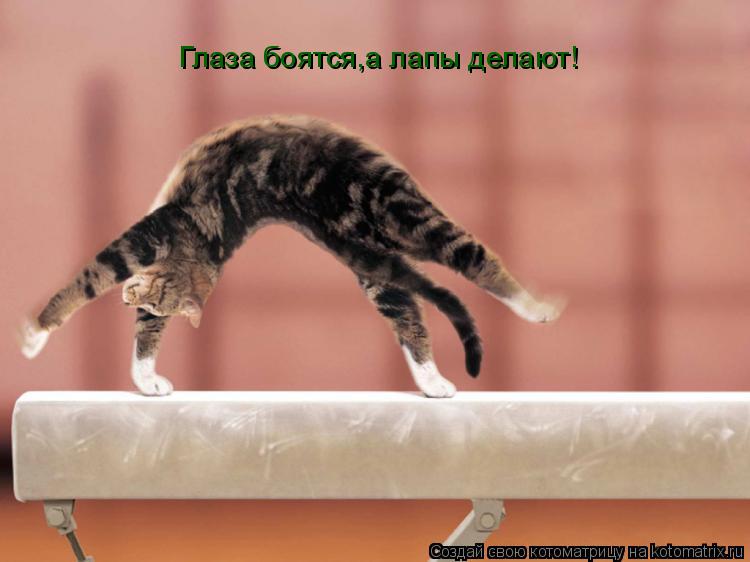 Глаза боятся,а лапы делают!... Котоматрица: Глаза боятся,а лапы делают!