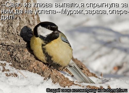 --Сало из клюва выпало,я спрыгнула за ним,да не успела--Мурзик,зараза,опере- дил!... Котоматрица: --Сало из клюва выпало,я спрыгнула за ним,да не успела--Мурзик,зараза,опере- дил!