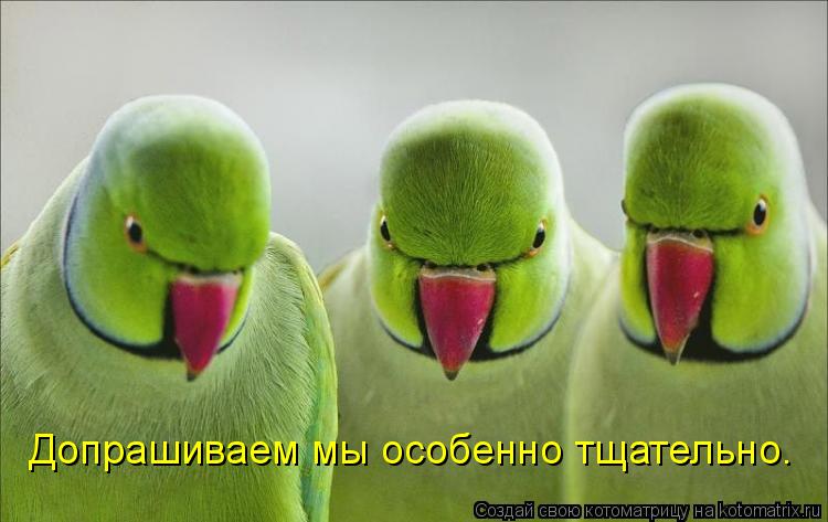 Допрашиваем мы особенно тщательно.... Котоматрица: Допрашиваем мы особенно тщательно.