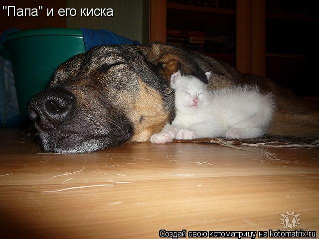 "Папа" и его киска... Котоматрица: "Папа" и его киска