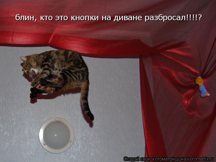 блин, кто это кнопки на диване разбросал!!!!?... Котоматрица: блин, кто это кнопки на диване разбросал!!!!?