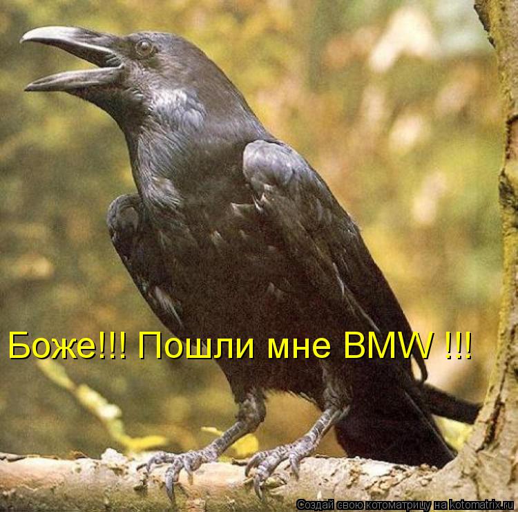 Боже!!! Пошли мне BMW !!!... Котоматрица: Боже!!! Пошли мне BMW !!!