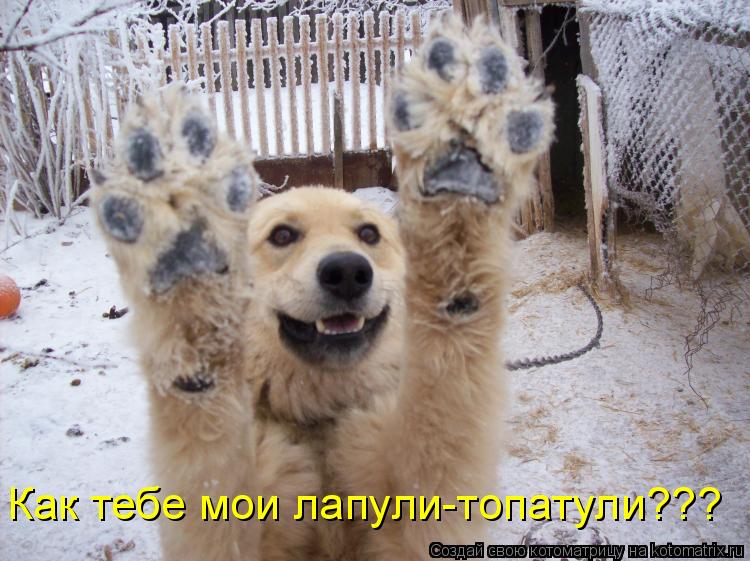Как тебе мои лапули-топатули???... Котоматрица: Как тебе мои лапули-топатули???